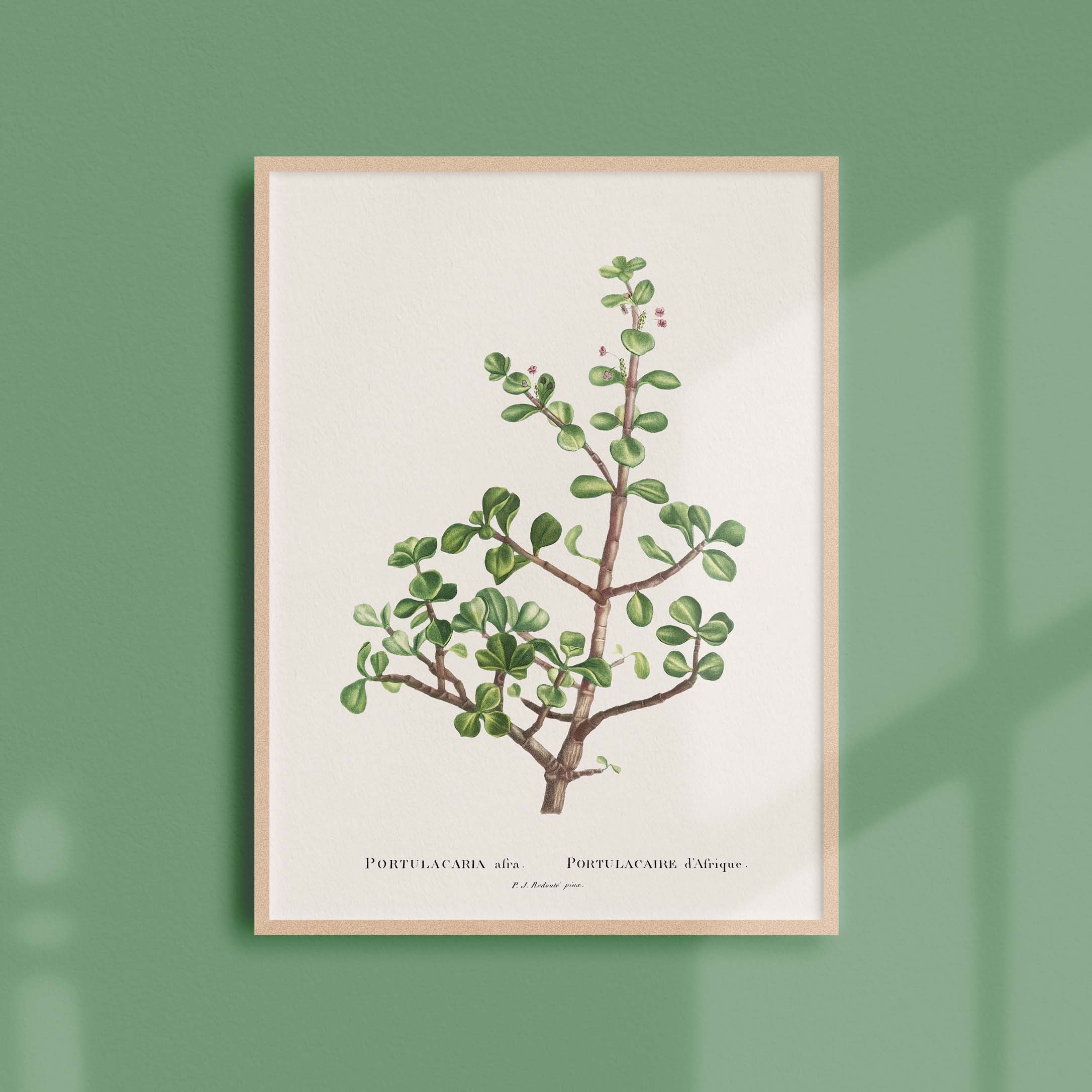Affiche Botanique Vintage - Plante Grasse Portulacaria Afra