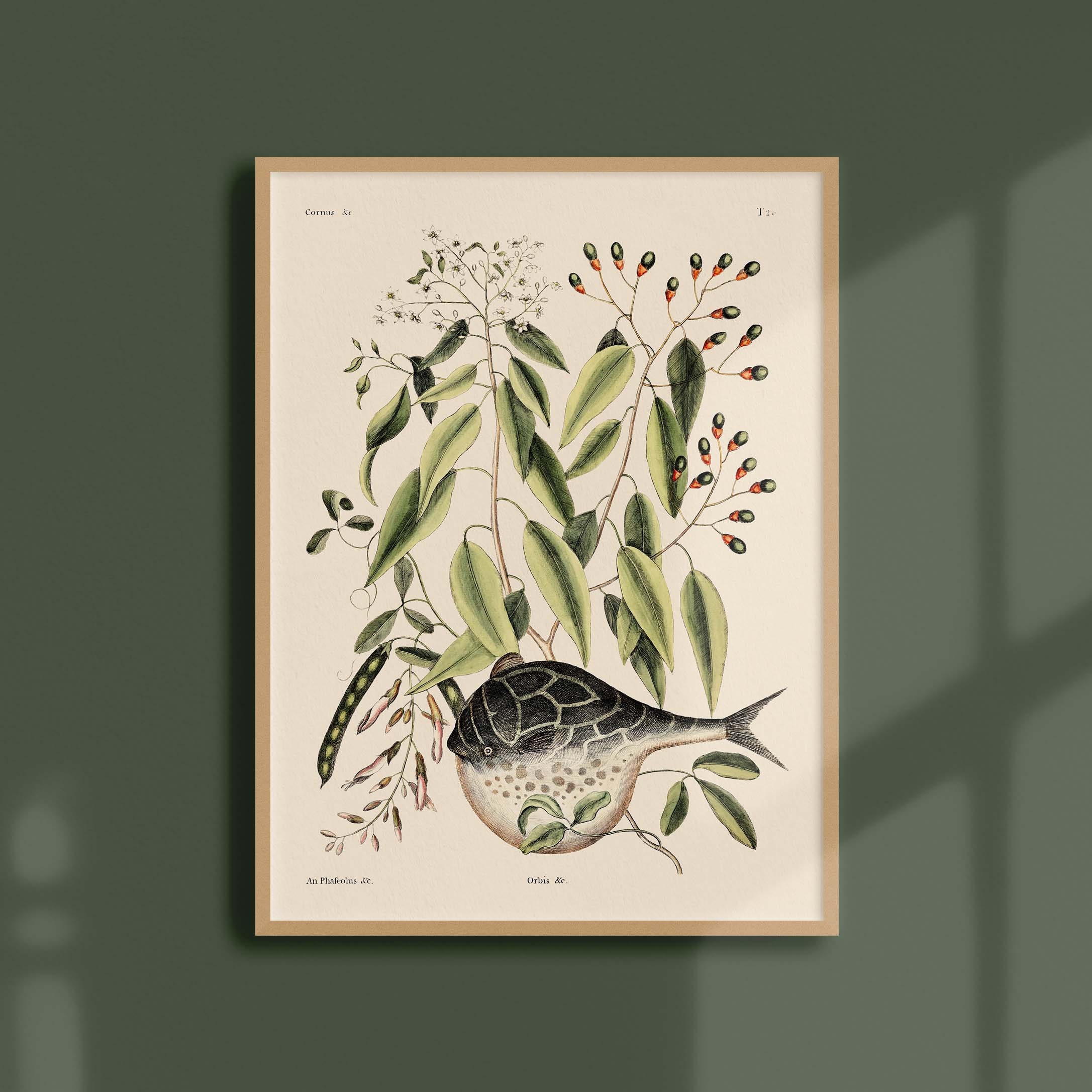 Affiche Histoire Naturelle - Poisson Globe