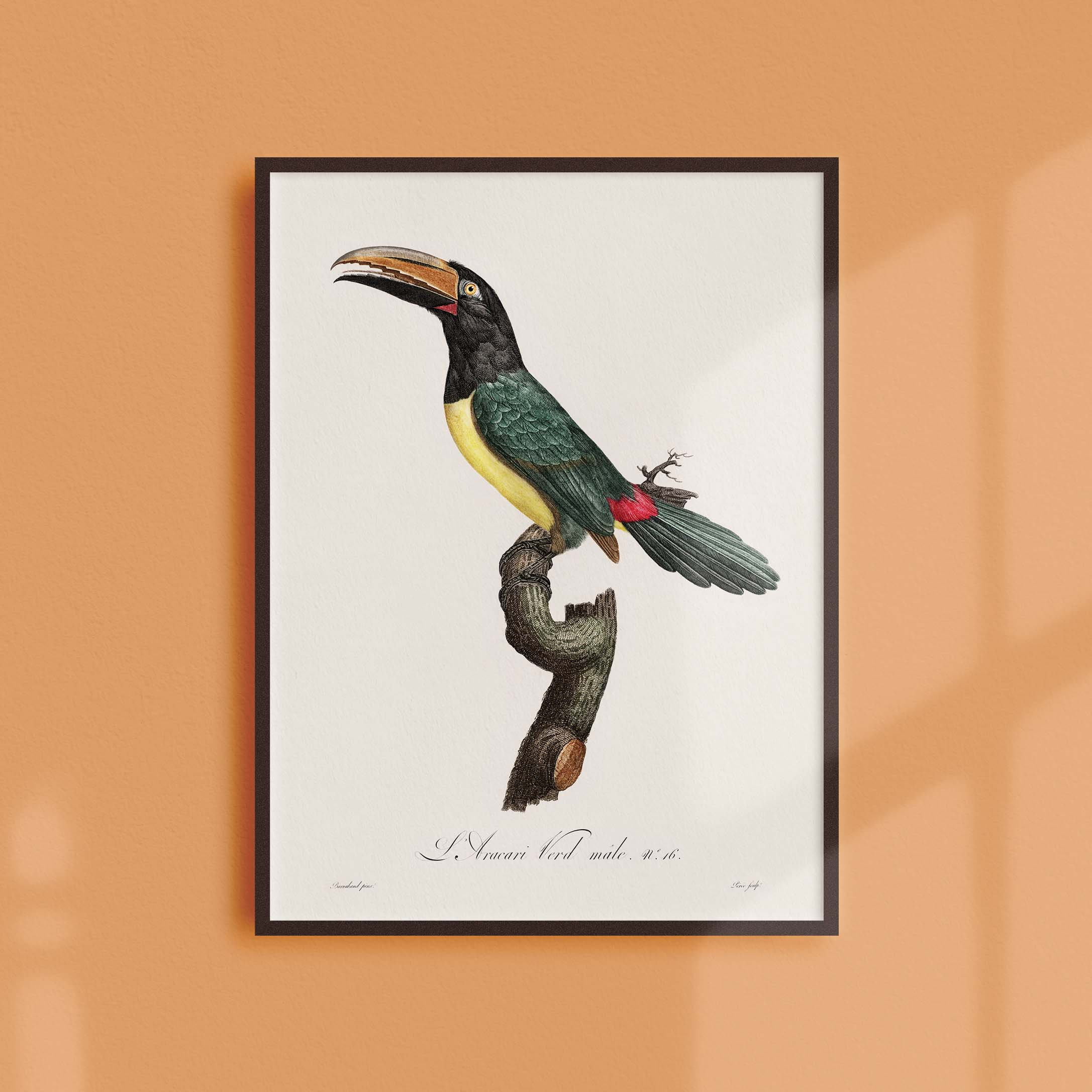 Affiche Naturaliste Vintage - Ornithologie L'aracari Verd