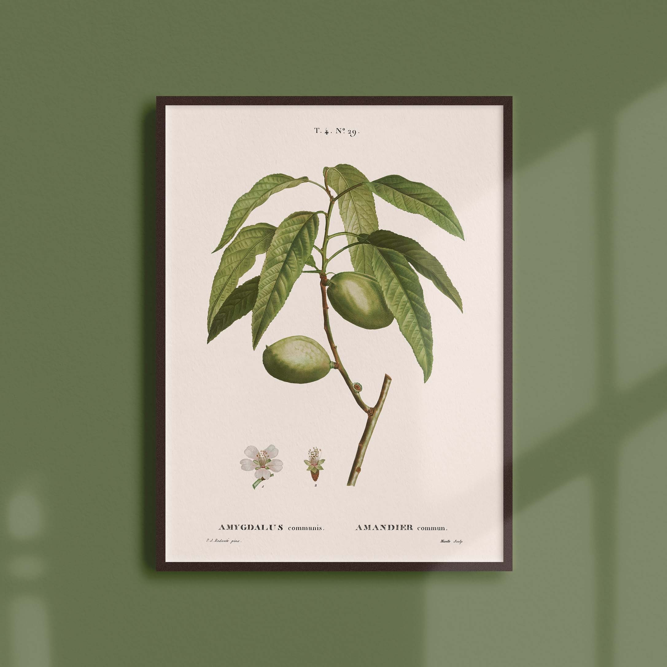 Affiche Botanique Vintage - Arbres et Arbustes Amandier