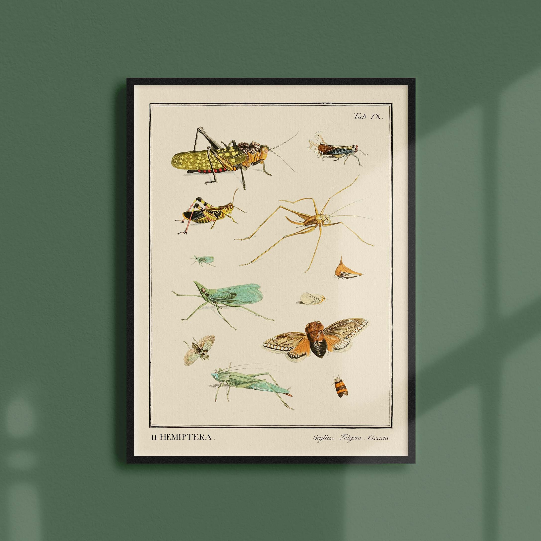 Affiche Entomologique Ancienne - Insectes Hemiptera