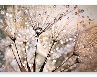 Canvas picture dandelion gold dew, mural, photography, wall art, canvas, dandelion, nature, flower, Delgado