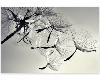 Leinwandbild Pusteblume schwarz weiß, Wandbild, Fotografie, Wandkunst