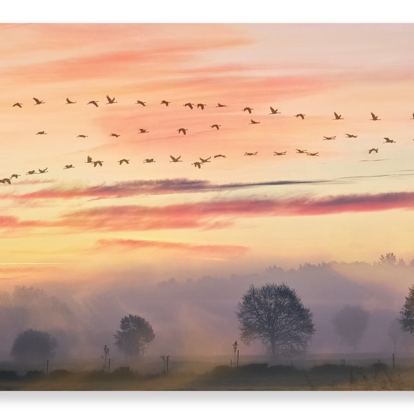 Leinwandbild Kraniche, Wandbild, Fotografie, Wandkunst, Leinwand, Vogelzug, Vögel, Delgado