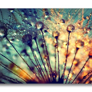 Canvas picture dandelion, wall picture, photography