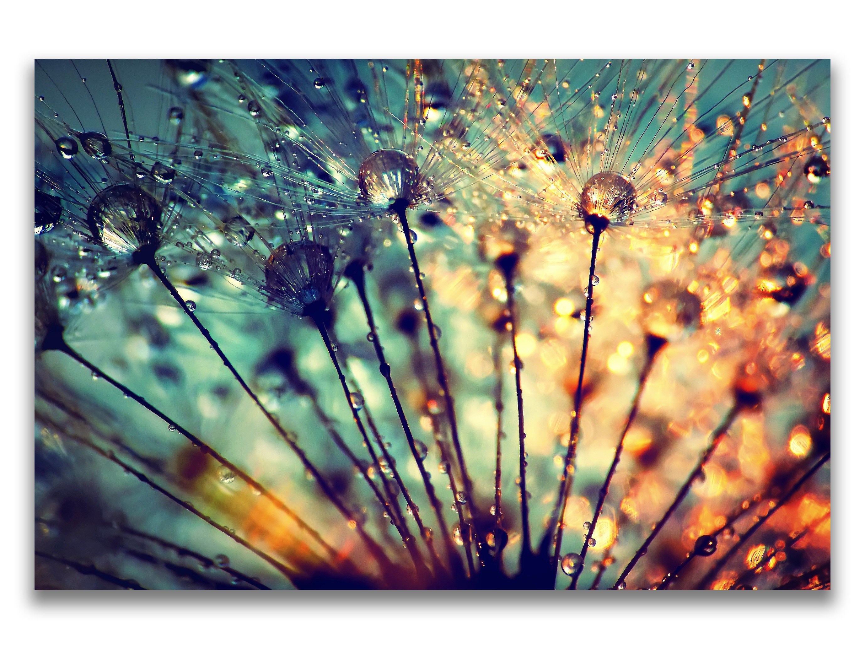 Wandbild pusteblume