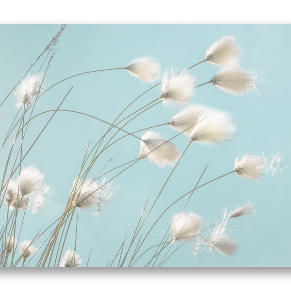 Leinwandbild Wollgras, Wandbild, Fotografie,  Leinwand, Pusteblume, Natur, Gräser, Blume, Delgado