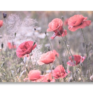 Canvas picture poppies, pastel colors, mural, photography, photo art, canvas, Delgado