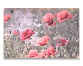 Canvas picture poppies, pastel colors, wall picture, photography, photo art, canvas, Delgado