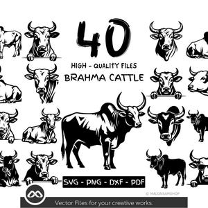 Brahma-nötkreatur SVG-paket | 40 gårdsko-silhuettdesigner | Rustika boskapsvektorfiler | PNG DxF PDF för Cricut och Laser