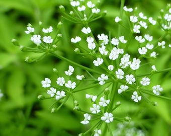 Mock Bishopsweed Seeds (Ptilimnium capillaceum) * 50 Seeds