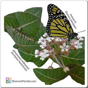 Monarch Butterfly with Asclepias humistrata Magnet