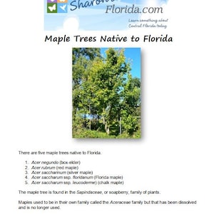 Esdoorns afkomstig uit Florida
