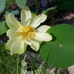 American Lotus (Nelumbo lutea) * 10 Pre-scarified Seeds