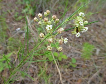 Whorled Milkweed (Asclepias verticillata) * 30 Cold Stratified Seeds