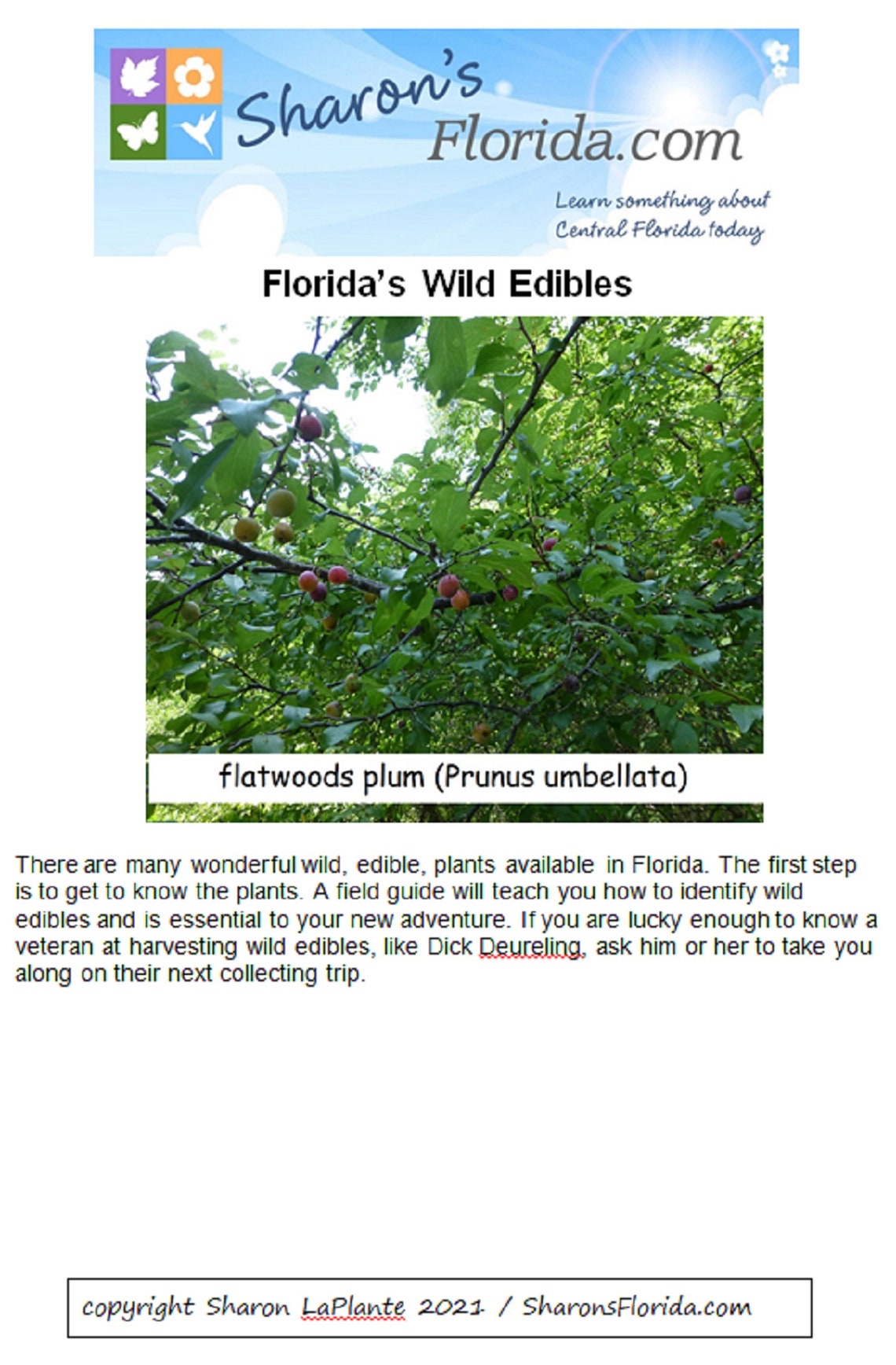 Florida's Wild Edibles A Guide to Edible Plants Native to Florida