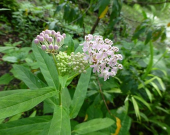 Swamp Milkweed Seeds (Asclepias incarnata) * 30 Cold Stratified Seeds