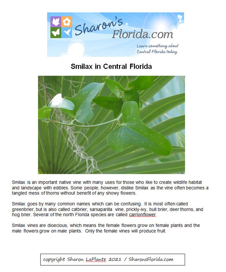 Smilax in Central Florida Printable Guide 14 Pages image 1