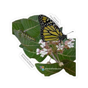 Monarch & Pinewoods Milkweed Sticker