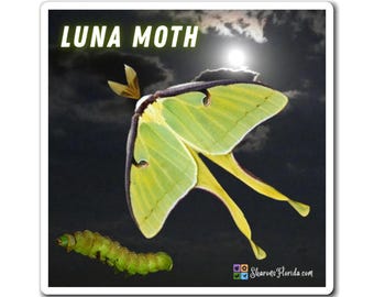 Luna Moth, Caterpillar & Moon Magnet