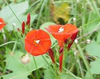 Scarlet Morning Glory Seeds (Ipomoea hederifolia) * 30 Seeds