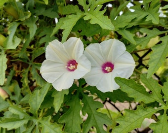 Noyau / Alamo Vine Seeds (Distimake dissectus) - 15 Seeds
