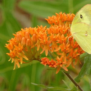 Butterfly Milkweed Seeds (Asclepias tuberosa) * 30 Cold Stratified Seeds