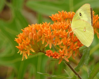 Butterfly Milkweed Seeds (Asclepias tuberosa) * 30 Cold Stratified Seeds