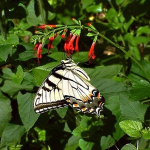 Red Salvia Seeds (Salvia coccinea) * 50 Seeds
