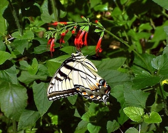 Red Salvia Seeds - Florida Wildflower, Hummingbird Nectar (50 Seeds)