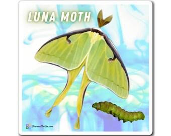 Luna Moth Magnet