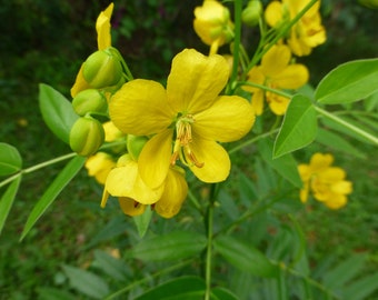 Privet Wild Sensitive Plant Seeds (Senna ligustrina) * 30 Seeds