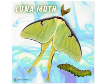 Luna Moth & Caterpillar - Indoor/Outdoor Sticker