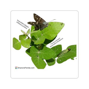 May include: A sticker featuring a long-tailed skipper butterfly, a caterpillar, and green leaves. The butterfly has brown and white markings. Text includes "long-tailed skipper Urbanus proteus" and "Florida ticktrefoil Desmodium floridanum". The website SharonsFlorida.com is also visible.