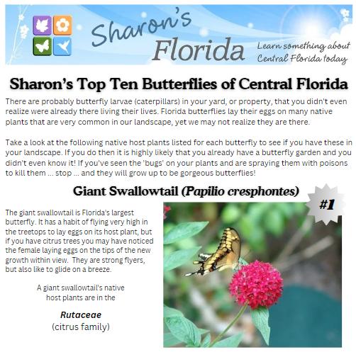 Land of Flowers Florida High Low Top Land of Flowers Florida High Low Top