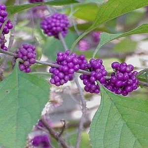 Beauty Berry Seeds (Callicarpa americana) *** 50 Seeds