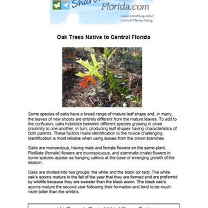 Oak Trees Native to Central Florida - Printable Guide - 15 Pages