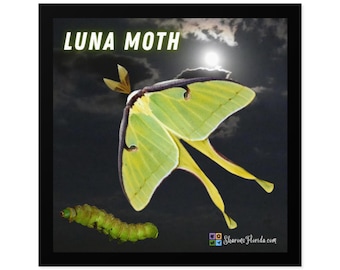 Luna Moth, Caterpillar with Moon - Indoor/Outdoor Sticker