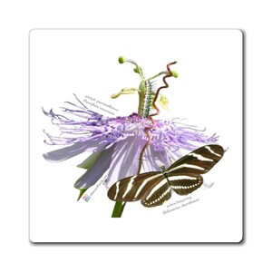 May include: A purple passionflower, Passiflora incarnata, with a zebra longwing butterfly, Heliconius charithonia, perched on it.