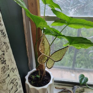 May include: A small houseplant in a white geometric pot with a stained glass butterfly decoration. The butterfly is yellow and has a textured design. The plant has large green leaves and sits in front of a window.