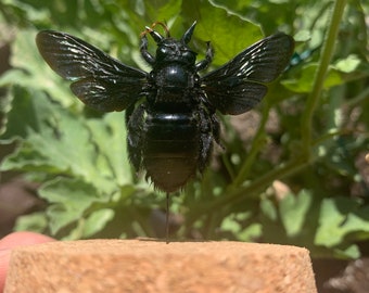 Tropical Carpenter Bee In A Glass Dome