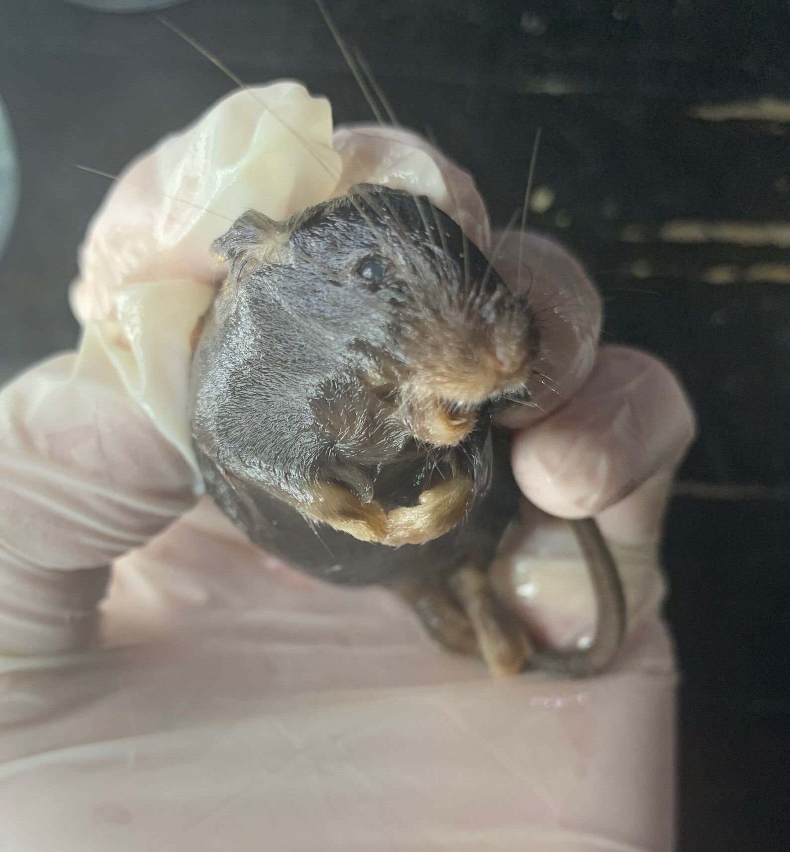 Larger mice wet specimens in a jar Etsy