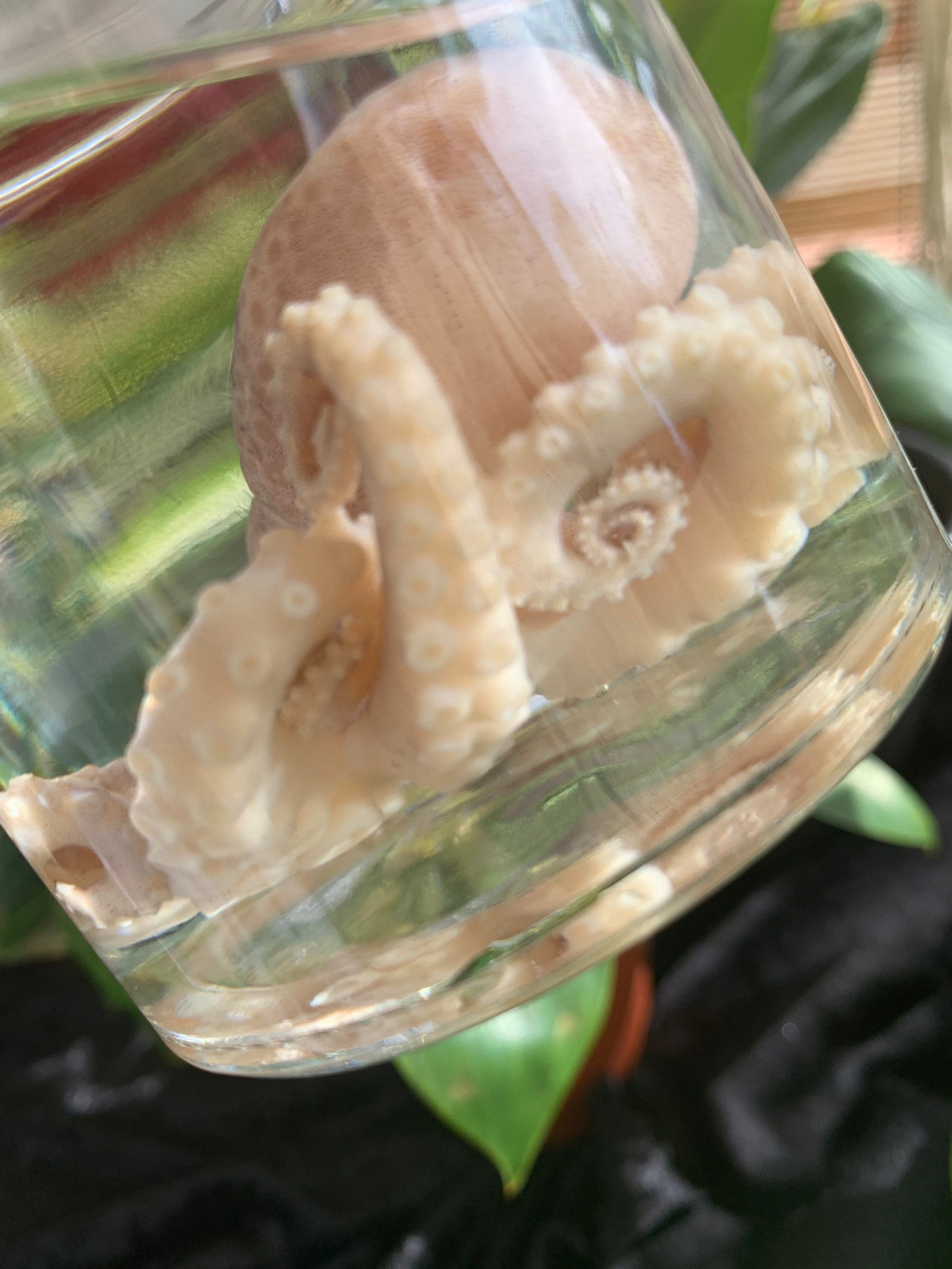 Large Octopus Wet Specimens In A Jar Etsy
