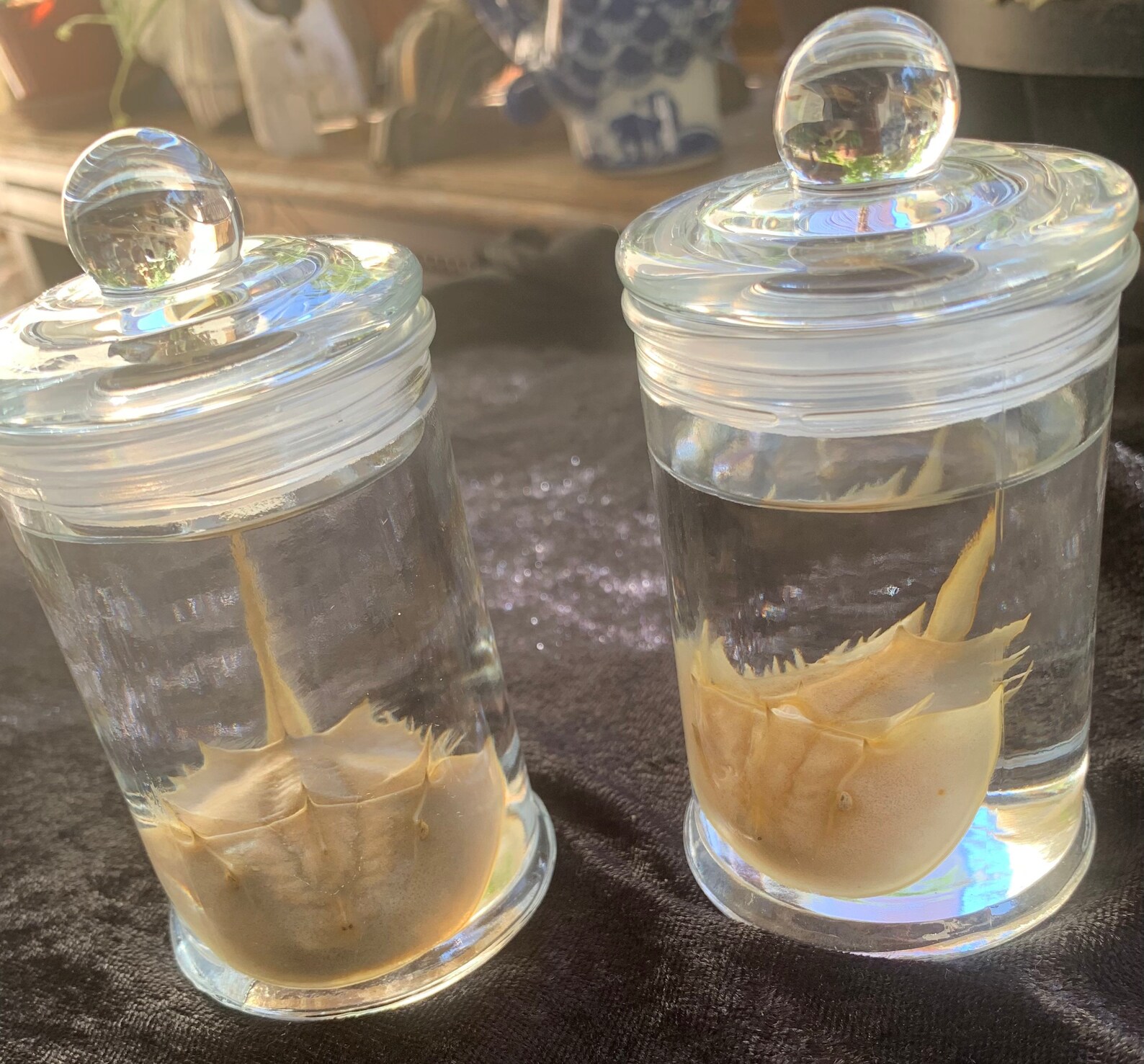 Juvenile horseshoe crab wet specimens in a jar medium size Etsy