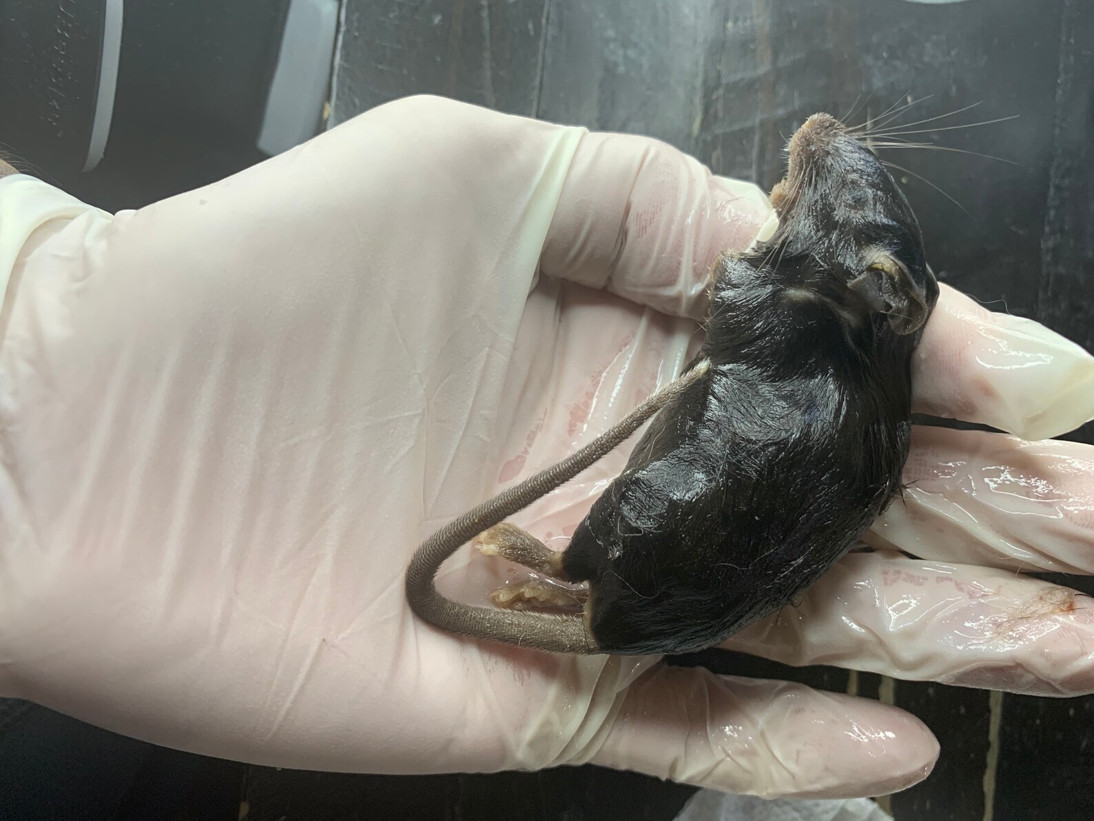 Larger mice wet specimens in a jar Etsy