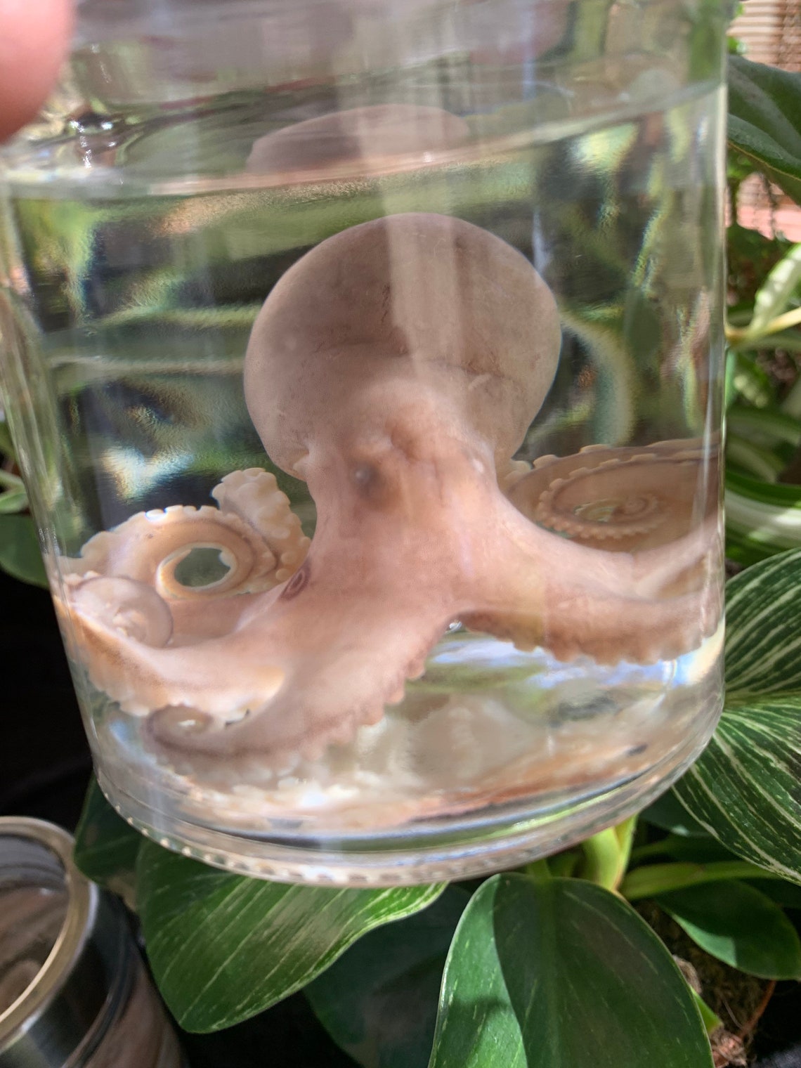 Large Octopus Wet Specimens In A Jar Etsy