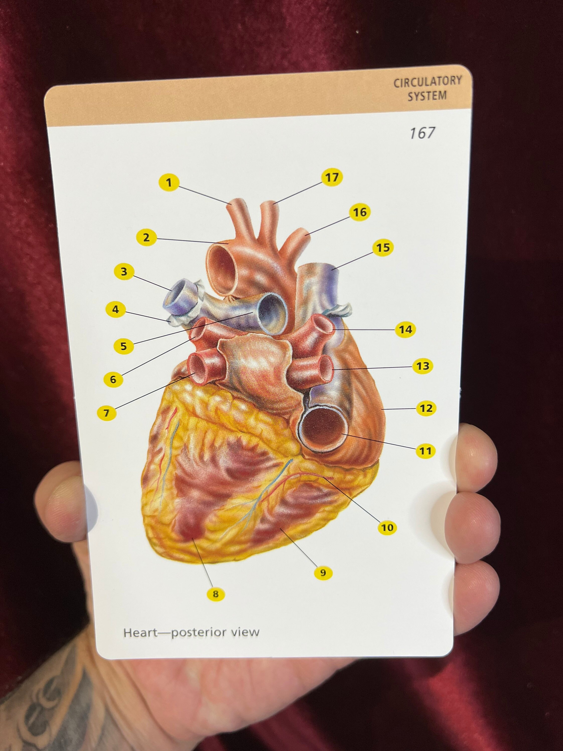 Barrons Anatomy Flash Cards Etsy
