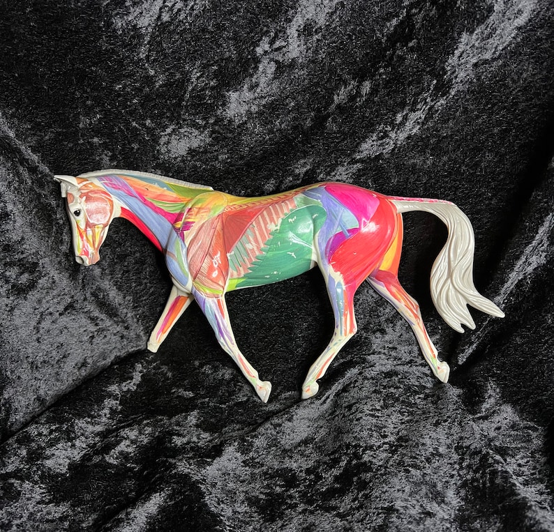 Rare Breyer Horse Anatomy in Motion Etsy
