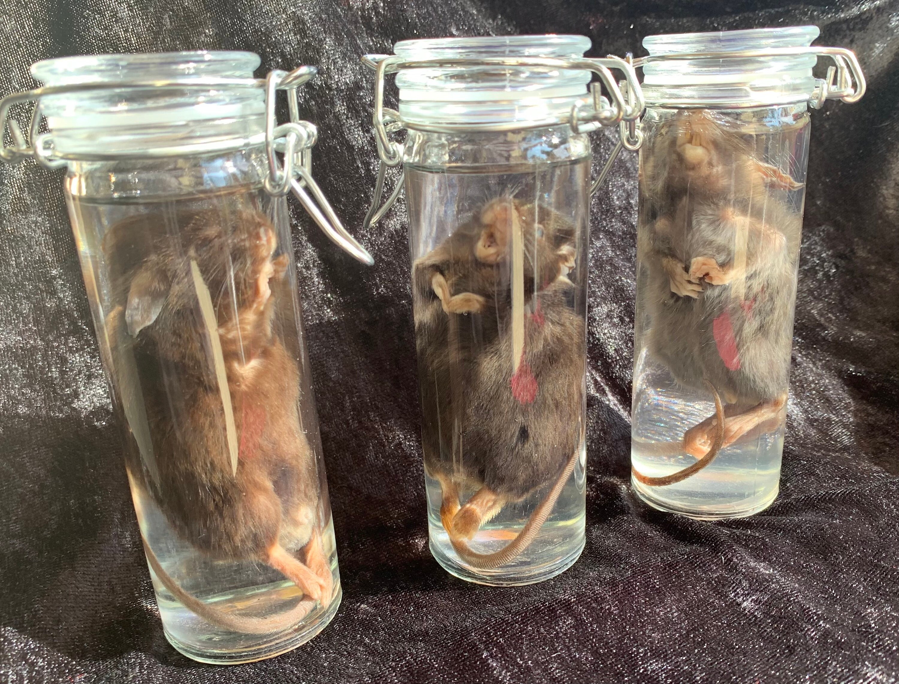 Larger mice wet specimens in a jar Etsy