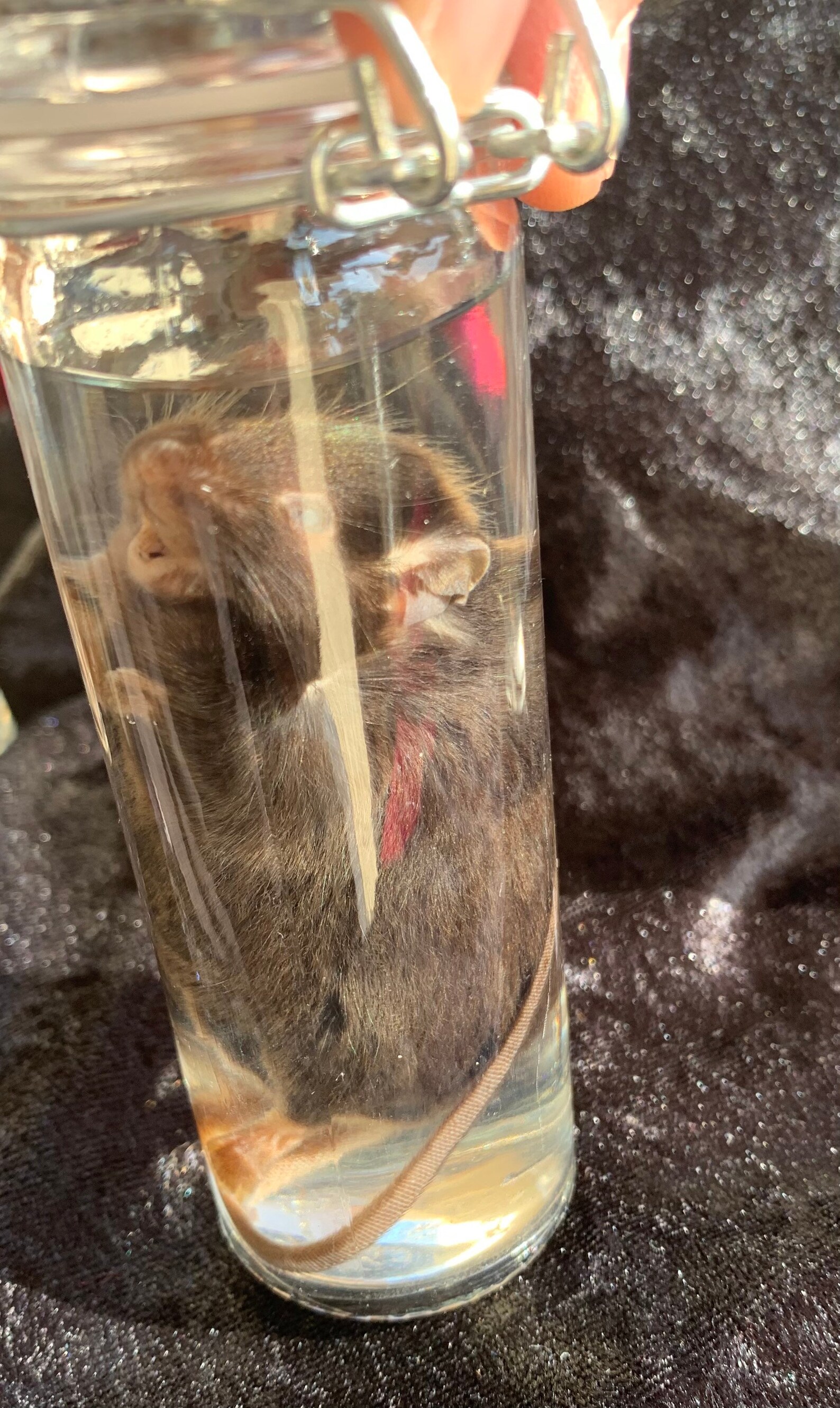 Larger mice wet specimens in a jar Etsy
